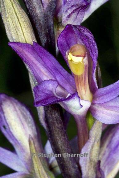 limodorum abortivum 2 graphic